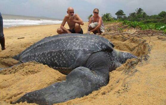 世界上最大的海龟（2.5米重达1吨），最大的陆龟（375公斤）