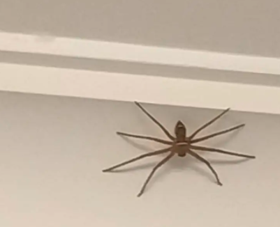 蜘蛛最怕什么,家里有蜘蛛怎么办