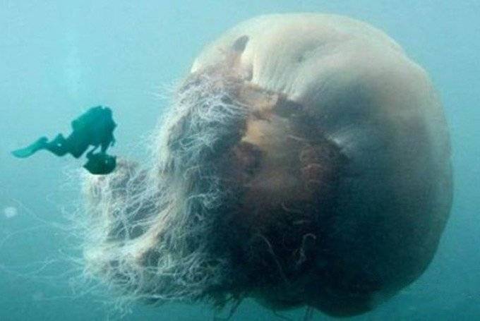 世界上最大的水母有多大，北极霞水母（触手最长74米）