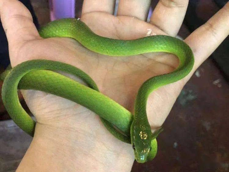 世界上最善良的蛇：纯绿翠青蛇（美丽温柔且无毒不进攻人类）