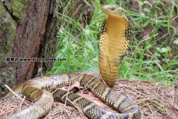 山东境内最大的蛇是什么蛇（亚马逊森蚺和眼镜王蛇(图片)）