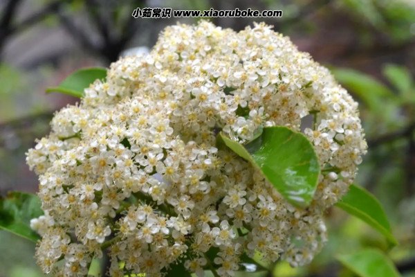 石楠花的味道是什么梗（味道腥臭难忍(被称为“花中污妖王”)）