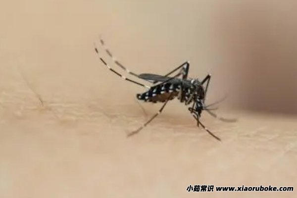 蚊子怕什么（蚊子最怕的六个方法(灭蚊最有效的六招)）